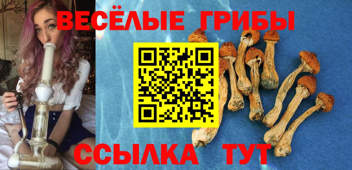 Галлюциногенные грибы Psilocybe  Вход с VPN  Алейск 