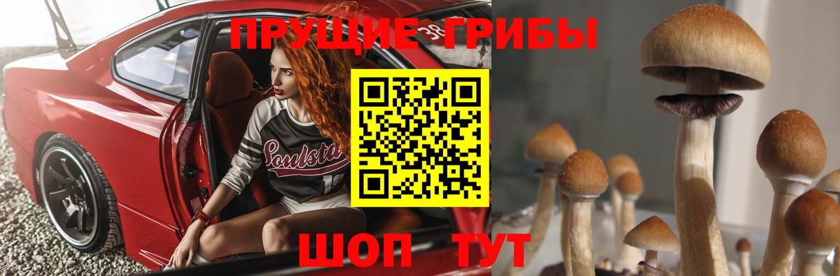 Псилоцибиновые грибы Psilocybine cubensis Алейск
